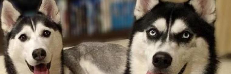 狗狗发烧的症状与处理方法（了解狗狗发烧的表现和应对措施，守护它们的健康）