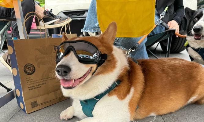 春天小狗的可爱特点（探索春天小狗的活泼、聪明和友善）