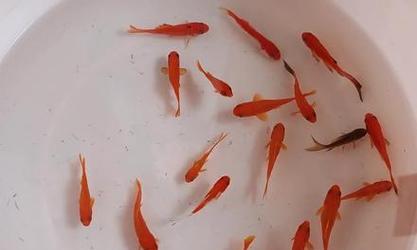 以鱼跟植物能一起养吗？（探索鱼类和植物之间的共生关系）