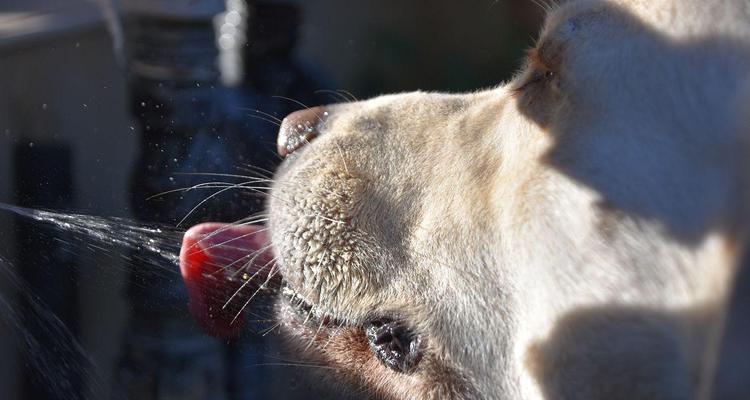 狗口渴可能的病症及应对方法（探究狗口渴的原因和治疗方式）