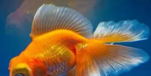 以什么水养金鱼最合适？（探讨金鱼养殖中水质的重要性及选择）