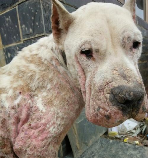 狗脖子发红了该用什么药治疗？（狗脖子发红原因、治疗方法和注意事项详解）