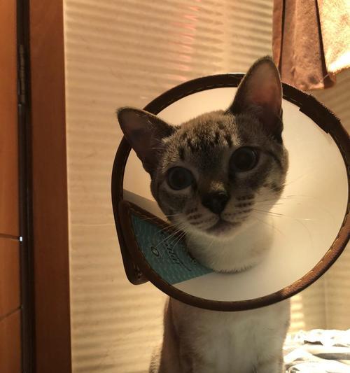 绝育后猫的饮食指南（科学合理的饮食，让绝育猫更健康）