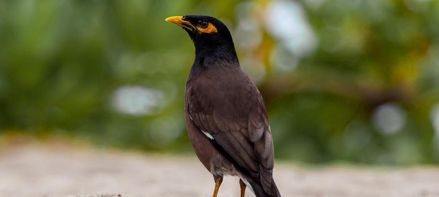 小八哥鸟的饮食习性（探究小八哥鸟的美食之旅）