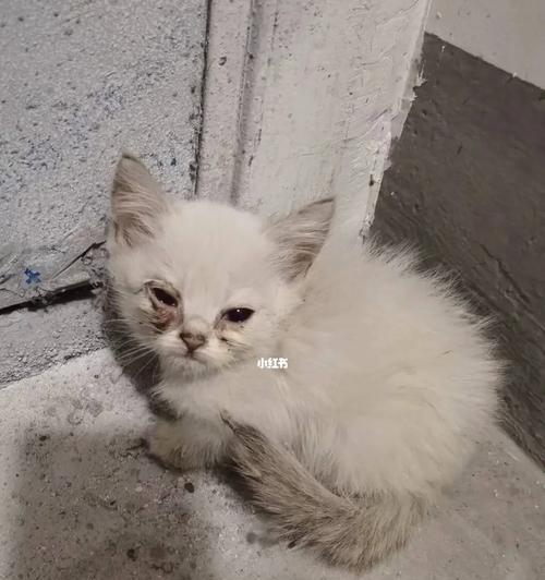 探索流浪猫的多样品种（揭开流浪猫的神秘面纱，了解它们的不同品种和特征）