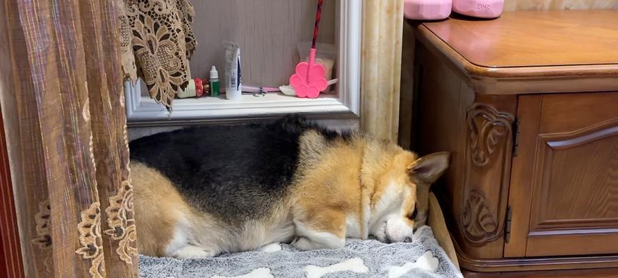 狗的理想睡眠温度与（让你的爱犬舒适入眠的秘诀）