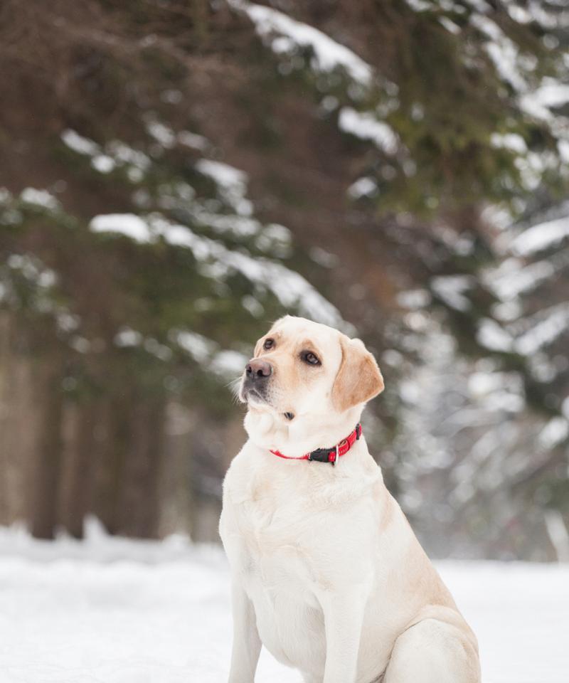 四个月大拉布拉多的药物需求（为你的小狗提供正确的保健药物）