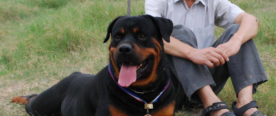 罗威纳犬产后饮食指南（营养均衡的饮食是母犬产后恢复的关键）