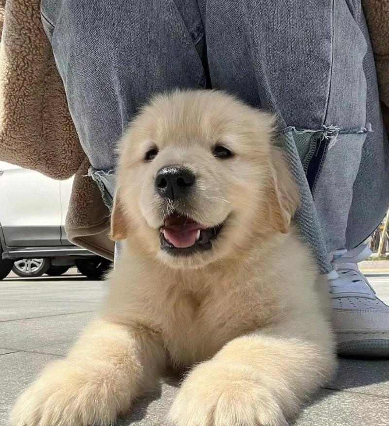 金毛生小狗的时机选择与注意事项（为您解答金毛生小狗的最佳时间及相关知识）