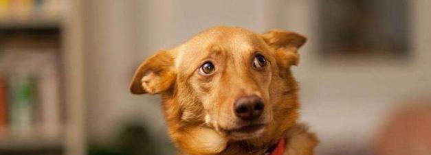 狗狗害怕的气味（探索狗狗内心的敏感世界）