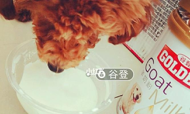 泰迪腿摔了后如何选择合适的药物治疗（了解泰迪摔腿常见药物，有效帮助宠物康复）