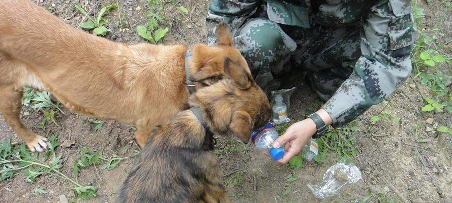 狗在什么时候应该服用葡萄糖？（葡萄糖的关键时刻和用途）