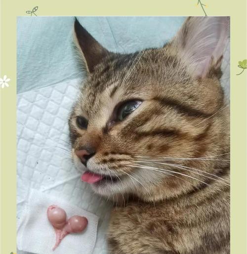 猫绝育后狂躁期有多久？（了解猫咪绝育后狂躁期的持续时间及如何处理）