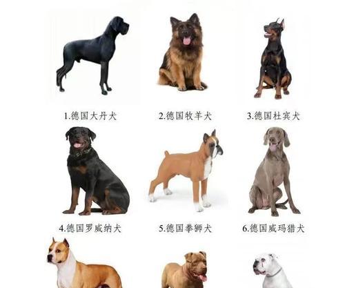 全球十大护卫犬品种及其特点（了解这些优秀的护卫犬，保护你的家和财产安全）
