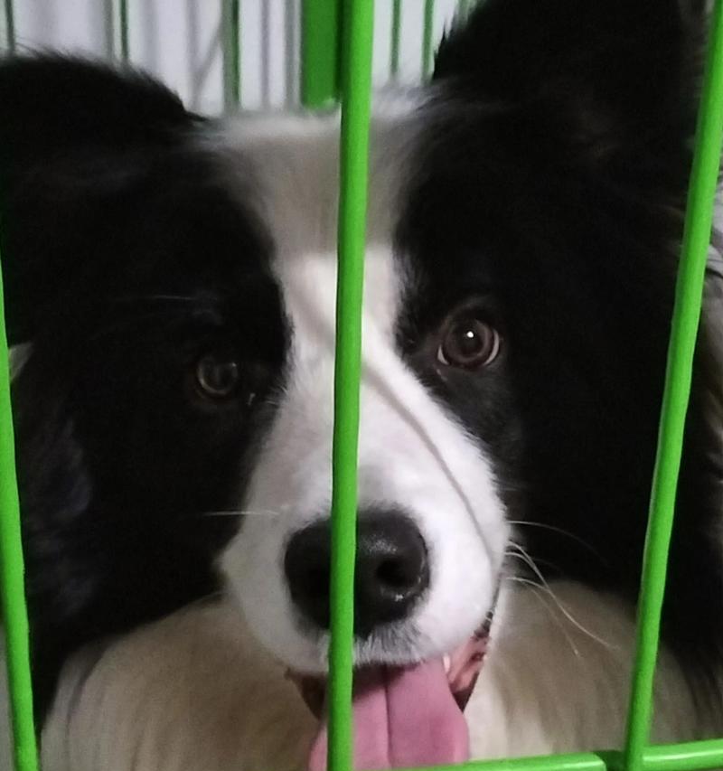 边牧出窝时间（出生后8到12周是关键时期，边牧逐渐独立）