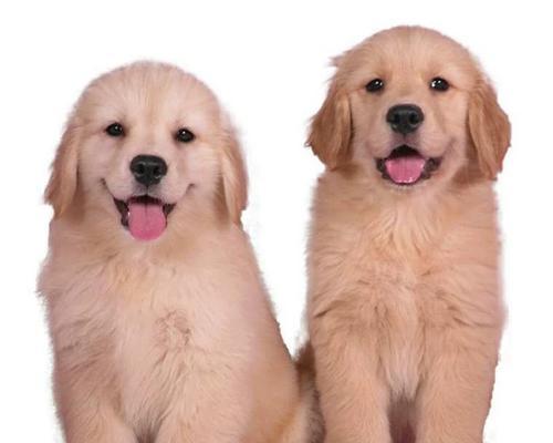 幼犬期的小金毛适合吃些什么？（养护之道｜为你的小金毛选择最佳饮食）