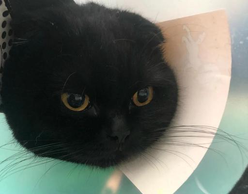 折耳猫的配种周期及注意事项