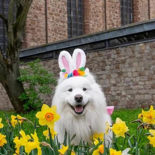 2021年流行的养狗选择和经济实惠的可爱狗狗品种