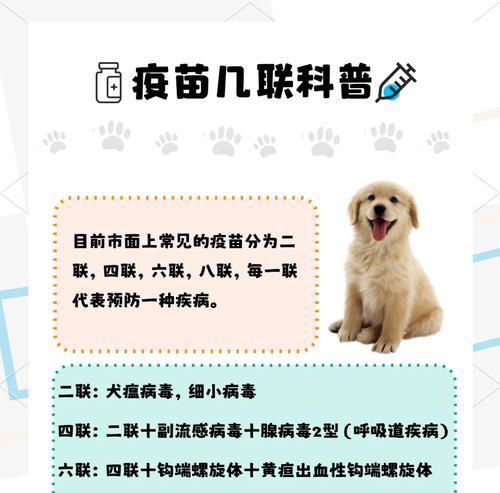 关于小狗疫苗接种的重要性（了解小狗疫苗接种计划以及接种间隔）