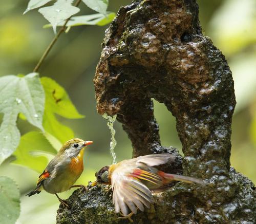 银耳相思养多久开叫？（探寻银耳相思开叫的最佳时机）