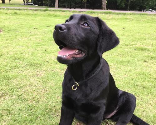 拉布拉多的入学时机和适应过程（拉布拉多上学的最佳年龄和教育过程）