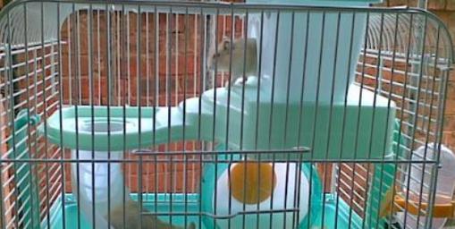 仓鼠之间能否和平相处？（探讨仓鼠合笼的适宜组合和方法）