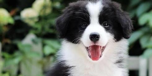 纯种边境牧羊犬的独特特点（一窥边境牧羊犬的五大魅力）