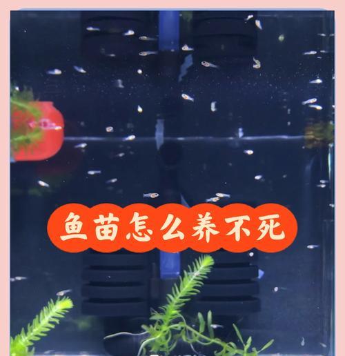 养孔雀鱼需注意的水质管理（合理换水频率是保持孔雀鱼健康的关键）