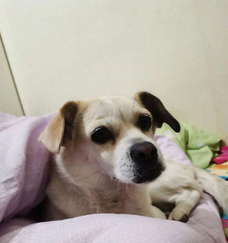 小狗缺钙怎么办？（缺钙狗狗需要多长时间才能康复？）