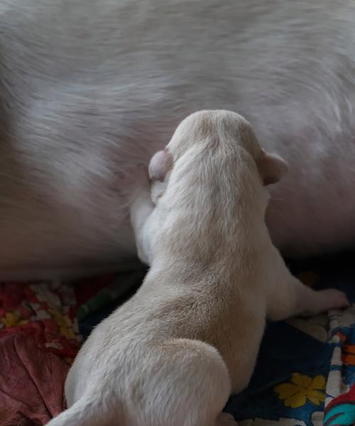 狗狗怀孕需要多久？（了解狗狗怀孕周期及相关知识）