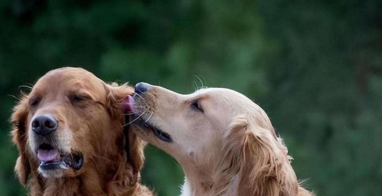 狗狗最佳配种时间确定的三种方法（了解如何确定狗狗最佳配种时间的三种方法）