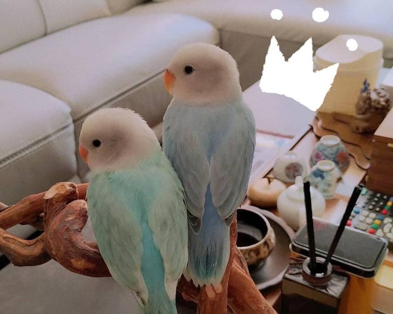 牡丹鹦鹉的寿命及如何延长其寿命（探究牡丹鹦鹉的平均寿命和寿命影响因素，提供延长鹦鹉寿命的建议）