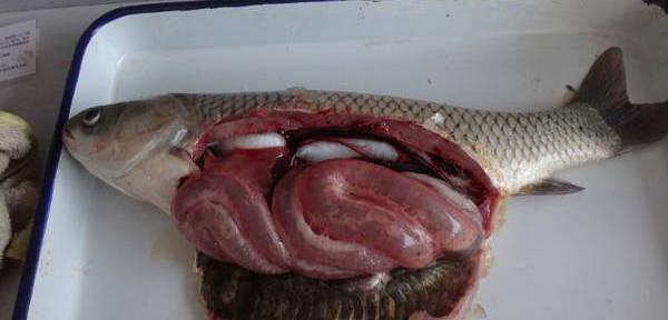 鱼类肠炎分类与治疗方法（了解不同类型的鱼类肠炎，精准应对症状）