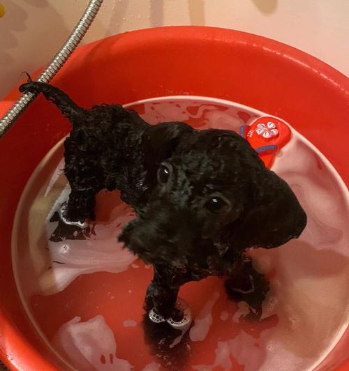 小狗第三针后多久能洗澡？（洗澡时间安排及注意事项）