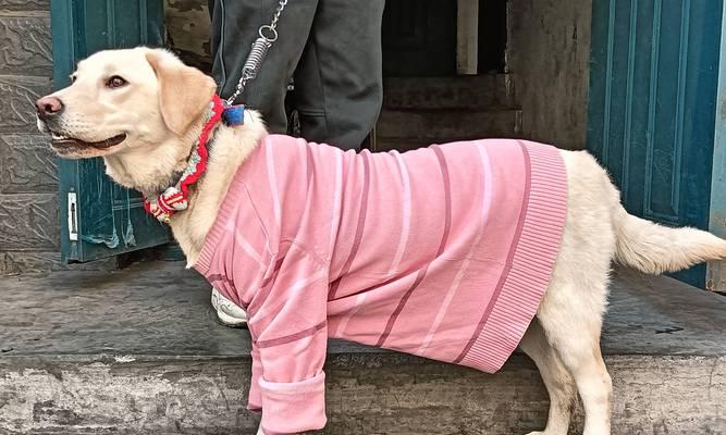 饲养世界名犬之拉布拉多犬攻略（了解拉布拉多犬的品种特点、饲养技巧与训练要点）