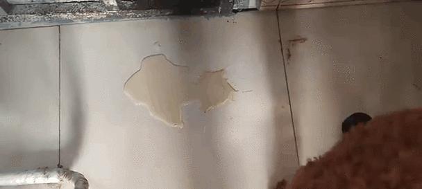 泰迪小便出血的原因及处理方法（了解泰迪小便出血可能的病因及治疗方法，保护宠物的健康）