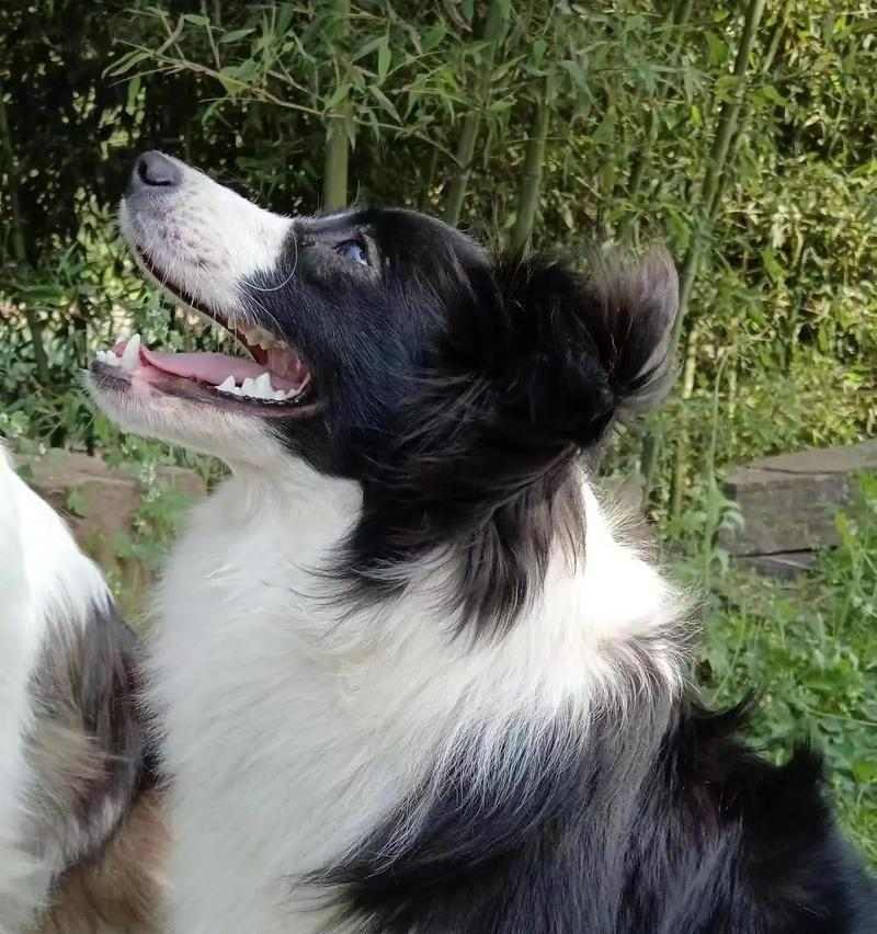 边牧发抖的原因揭秘（边牧犬“发抖”真相解析，不仅仅是寒冷所致）
