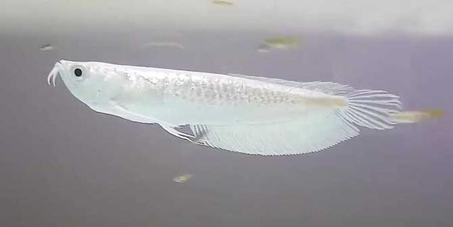 银龙鱼养殖（银龙鱼养殖要点解析，成功养殖的关键技巧）