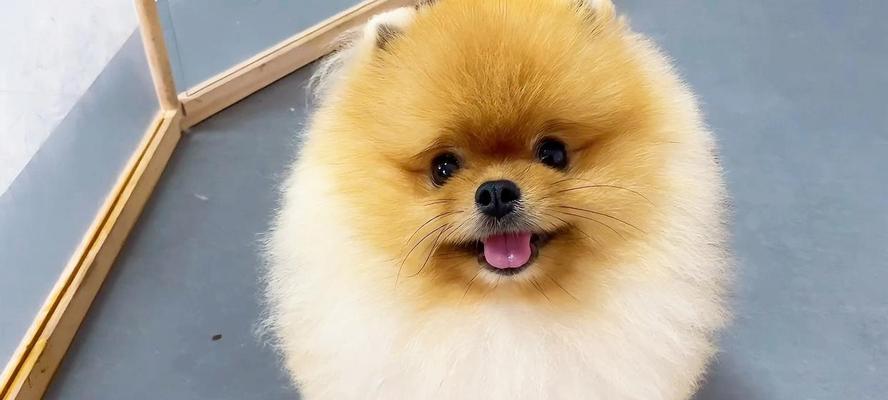 博美幼犬身体发育的时间和特点（了解博美幼犬身体成长的关键因素及时间节点）