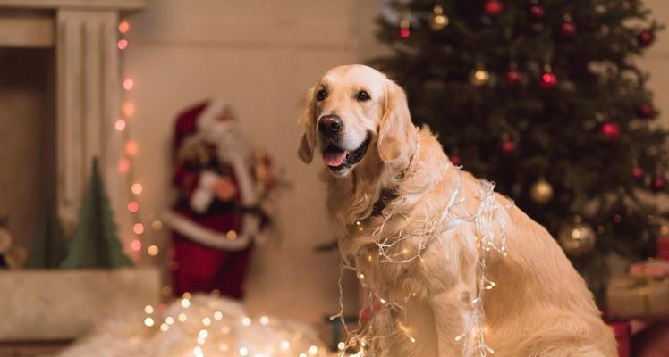 金毛的运动量有多大？如何避免运动伤害？（了解金毛犬的运动需求，掌握科学的运动防护方法）