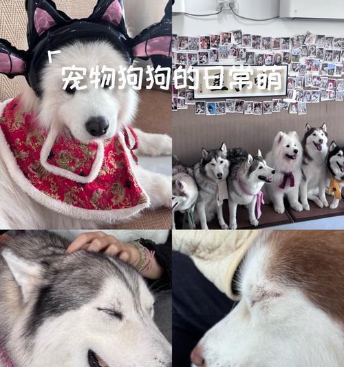 揭秘宠物狗狗的寿命长短，你家狗狗能活多久？（以15种常见宠物狗的寿命榜来看看，谁的寿命更长？）