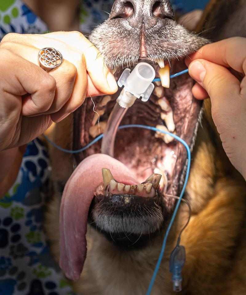 狗狗后恢复正常需要多长时间？（了解狗狗恢复时间的关键因素和注意事项）