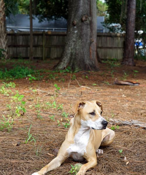 犬的基础训练方法及技巧（培养狗狗良好行为习惯的关键技巧与实践）