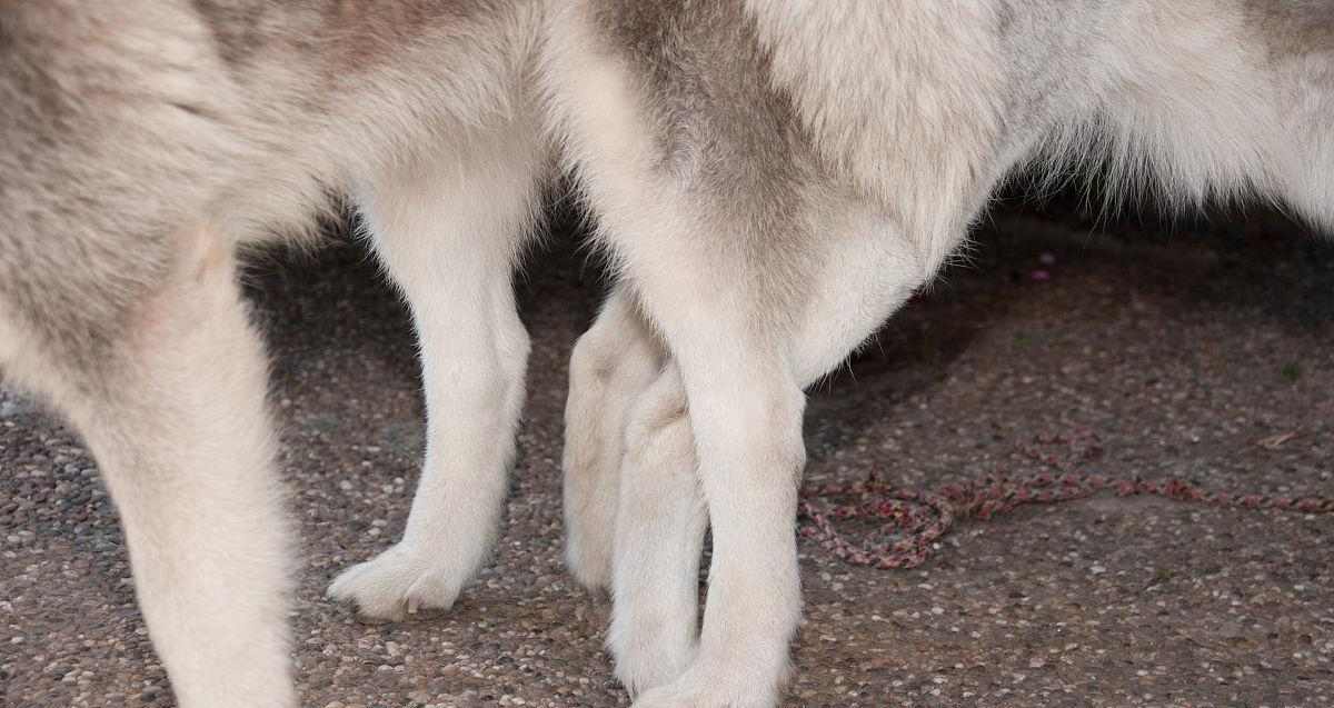 如何确定狗狗的最佳配种时期？（掌握狗狗配种时机的关键方法）