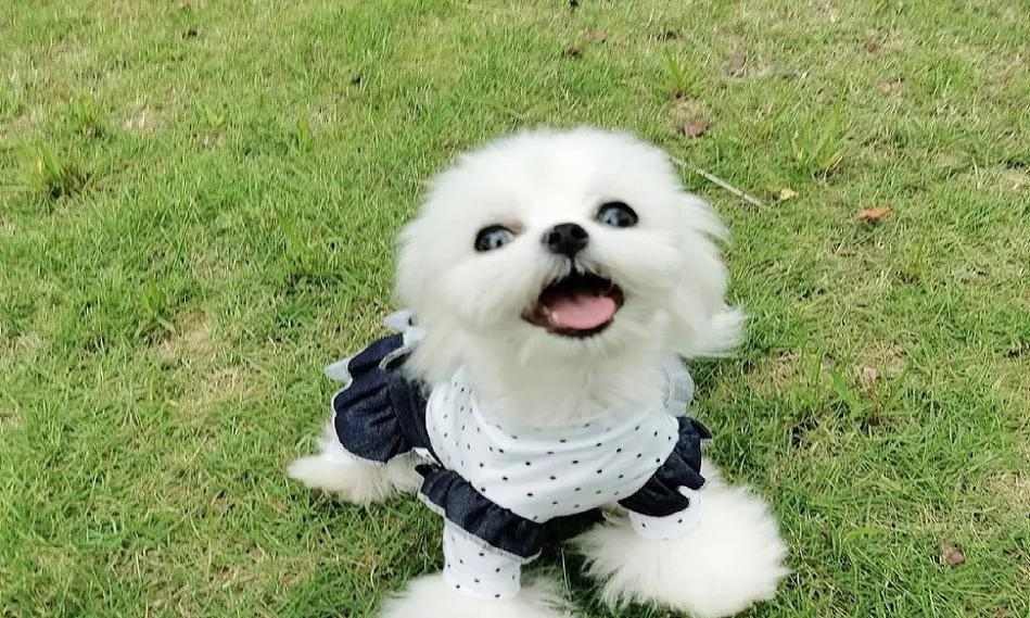 小型宠物狗品种介绍（探索适合家庭的小型宠物狗，了解其特点和需求）