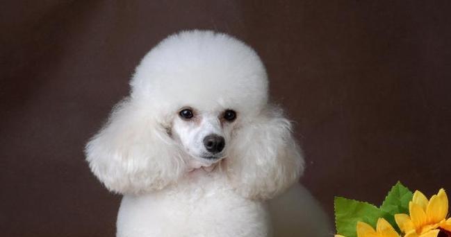 以小种宠物狗为主题的养护指南（了解小种宠物狗，打造幸福宠物生活）