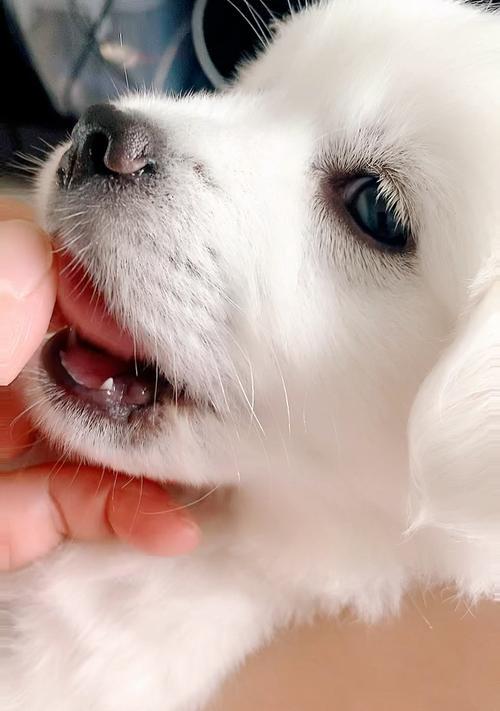 探秘世界上以眼睫毛很长的狗（揭开这些狗独特美丽的秘密）