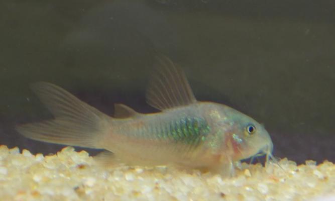 入门级的鼠鱼推荐（探索适合新手的鼠鱼品种和饲养要点）