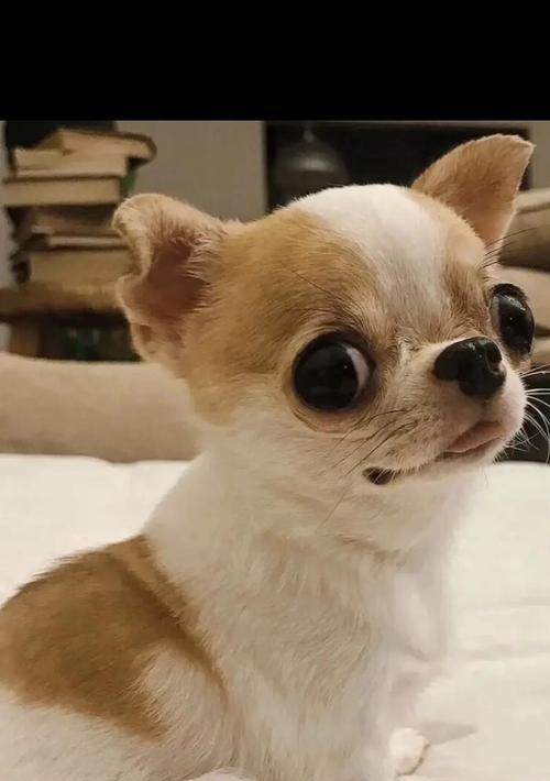 如何正确养吉娃娃？（盘点养吉娃娃的五个注意事项）