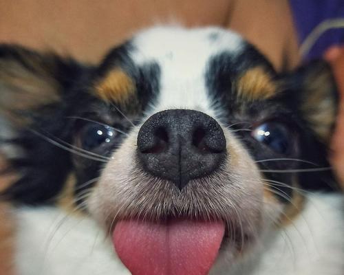 揭秘狗狗吐舌头的真相（为什么狗狗喜欢吐舌头？解析6个关键原因）